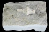 Fossil Crinoid (Uperocrinus) - Missouri #87309-1